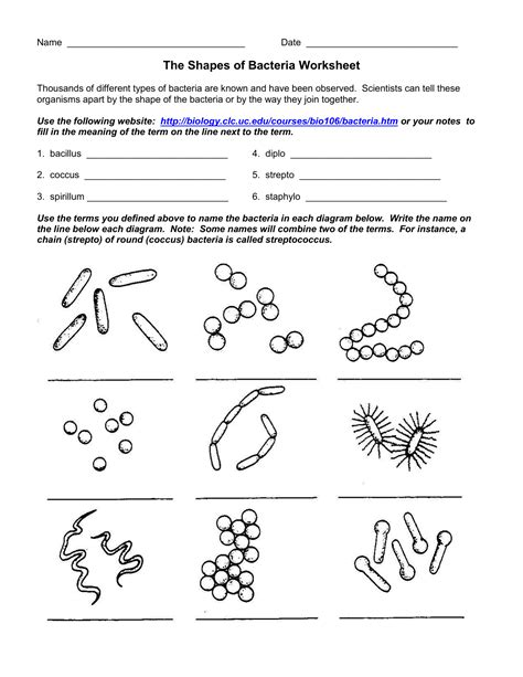 characteristics of bacteria worksheet pdf
